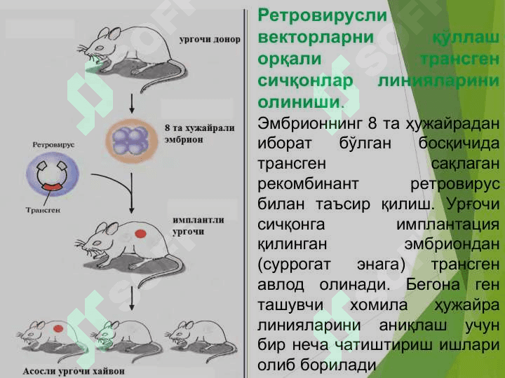 ХАЙВОН ОРГАНИЗМЛАРИ ГЕН МУХАНДИСЛИГИ 5