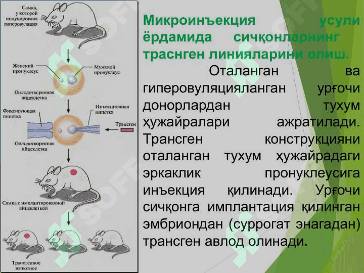 ХАЙВОН ОРГАНИЗМЛАРИ ГЕН МУХАНДИСЛИГИ 6