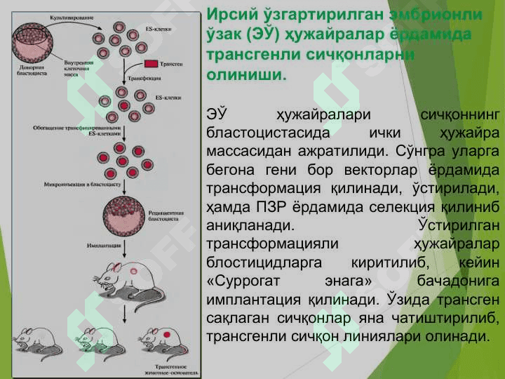 ХАЙВОН ОРГАНИЗМЛАРИ ГЕН МУХАНДИСЛИГИ 8