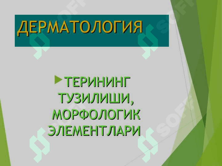 Терининг тузилиши, морфологик элементлари 2