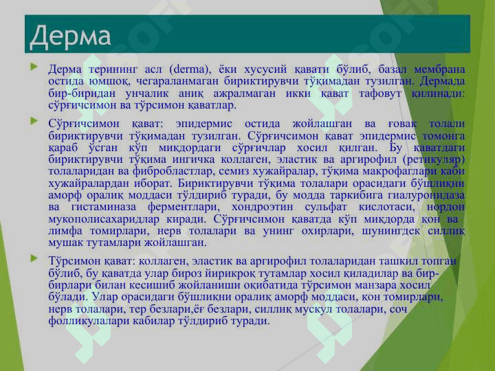 Терининг тузилиши, морфологик элементлари 7