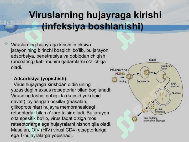 Viruslarning hujayraga kirishi, koʻpayishi va reproduksiyasi 4