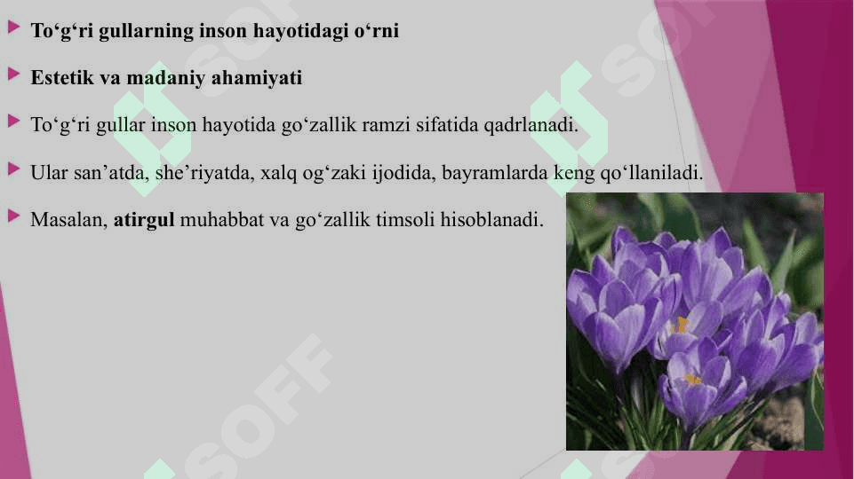 TOG'RI GULLAR VA ULARNING INSON HAYOTIDAGI O'RNI HAQIDA 4