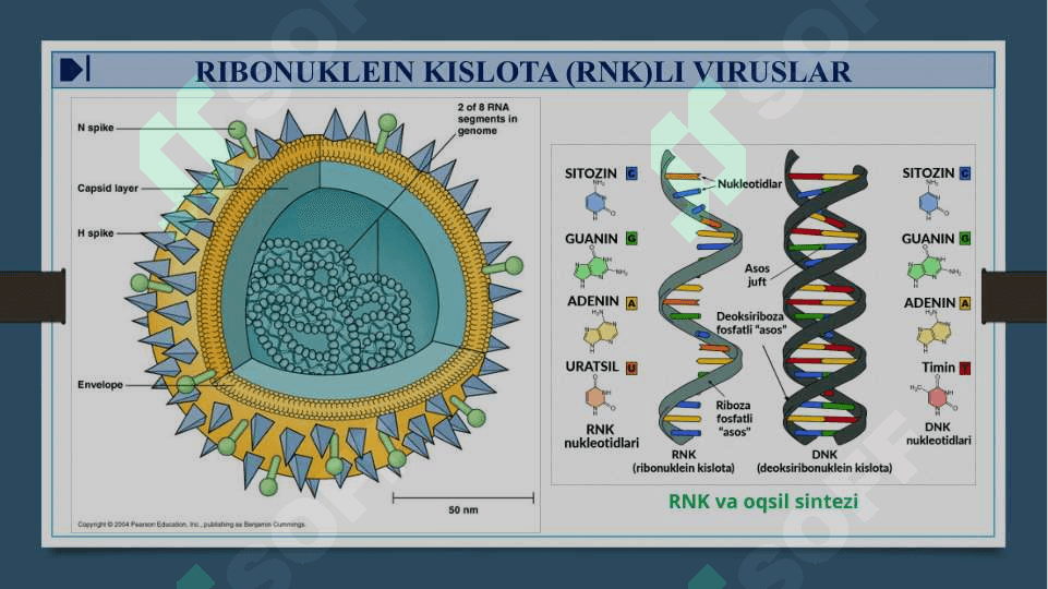 RNK SAQLOVCHI VIRUSLAR - RNK SAQLOVCHI VIRUSLAR KELTIRIB CHIQARUVCHI YUQUMLI KASALLIK QO’ZG’ATUVCHILARI. ORTOMIKSOVIRUSLAR, PARAMIKSOVIRUSLAR. XARAKTERISTIKA VA LABAROTORIYA TASHXISI 4