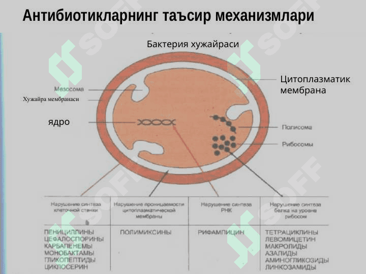 Химиотерапиянинг асосий мезонлари.Антибиотиклар - Antibiotiklar, kimyoterapiyaning asosiy mezonlari 8
