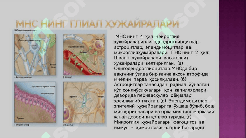 Нерв системаси 8