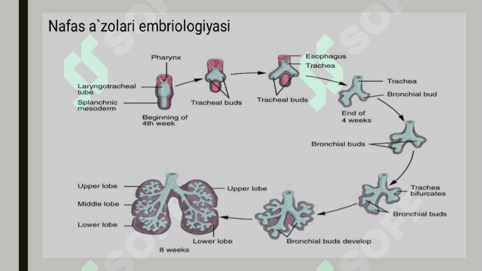 Nafas olish tizimi aʼzolarining qiyosiy gistologik  tavsifi 4