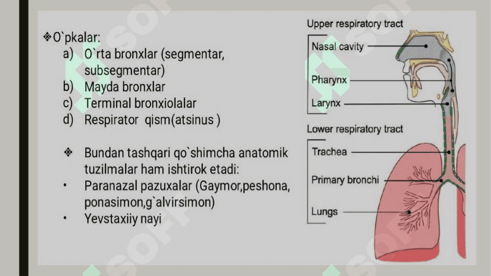 Nafas olish tizimi aʼzolarining qiyosiy gistologik  tavsifi 7