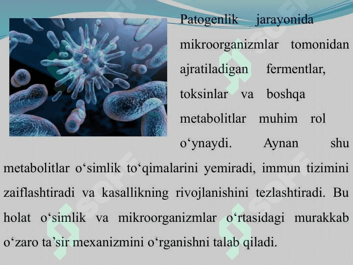 Mikroorganizmlar ta'sirida o'simliklarda patogenlikning yuzaga kelishi va patogenlik jarayonida metabolitlarning roli 3