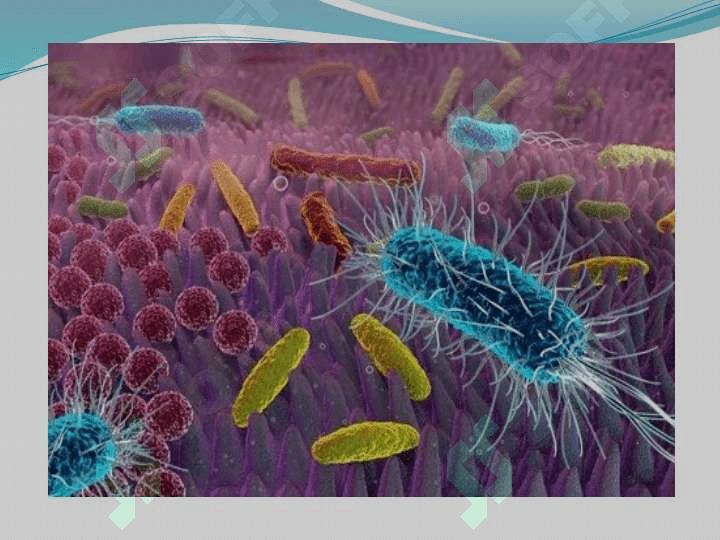 Mikroorganizmlar ta'sirida o'simliklarda patogenlikning yuzaga kelishi va patogenlik jarayonida metabolitlarning roli 6