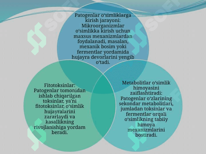 Mikroorganizmlar ta'sirida o'simliklarda patogenlikning yuzaga kelishi va patogenlik jarayonida metabolitlarning roli 7