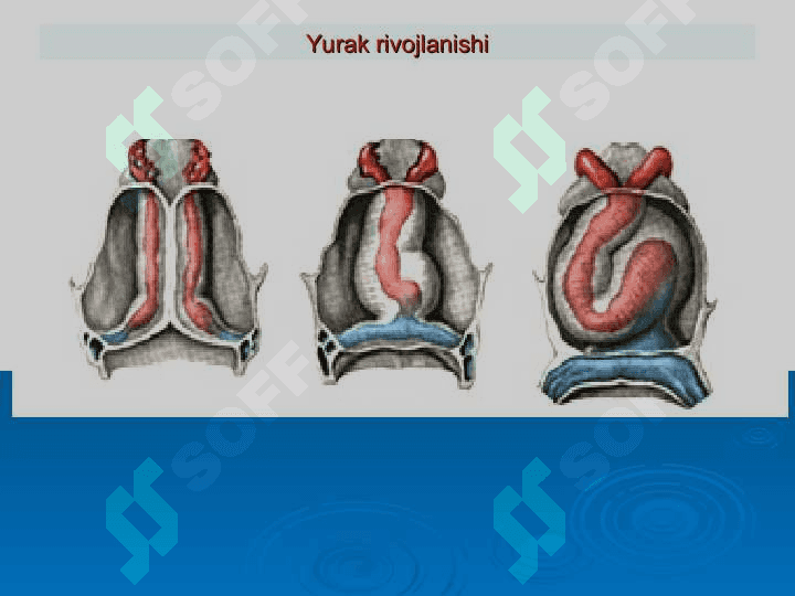 Perikard kasalliklari. Yurak o'smalari. Yurak trasplantologiyasi 2