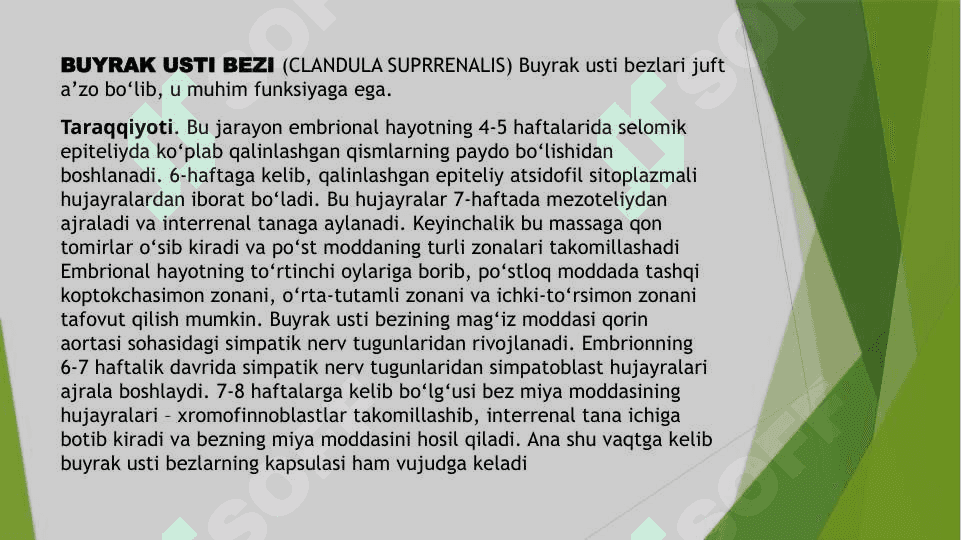 Buyrak usti bezi va steress holatida buyrak usti bezining garmonlarining roli 4