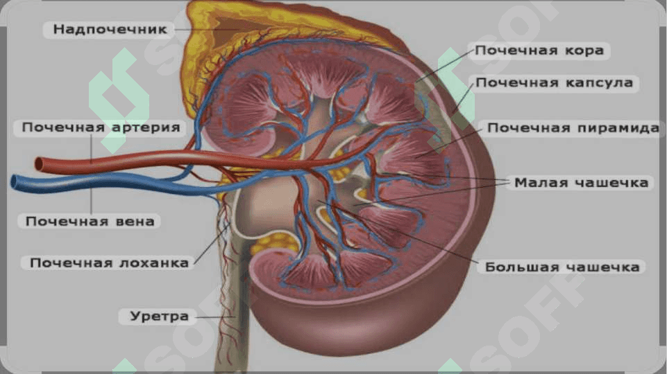Buyrak usti bezi va steress holatida buyrak usti bezining garmonlarining roli 5