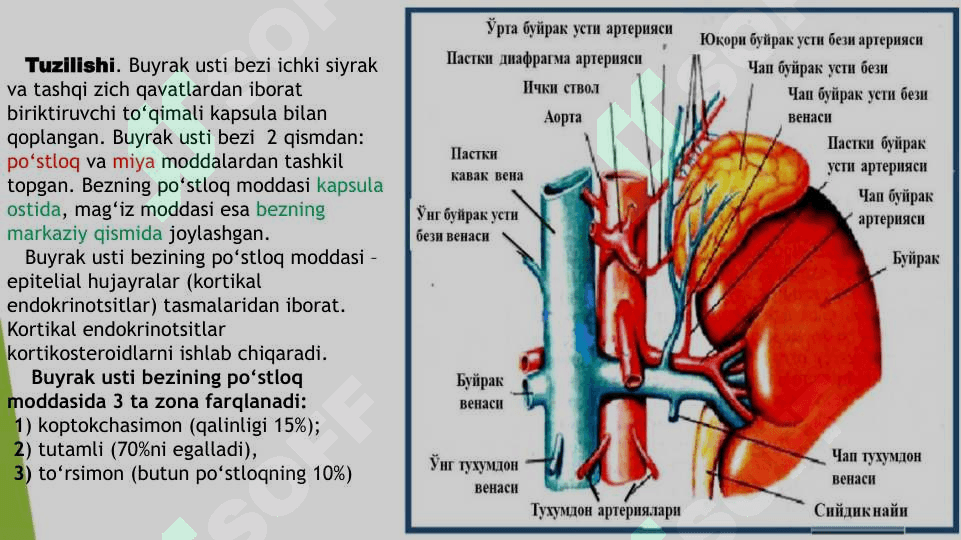 Buyrak usti bezi va steress holatida buyrak usti bezining garmonlarining roli 6