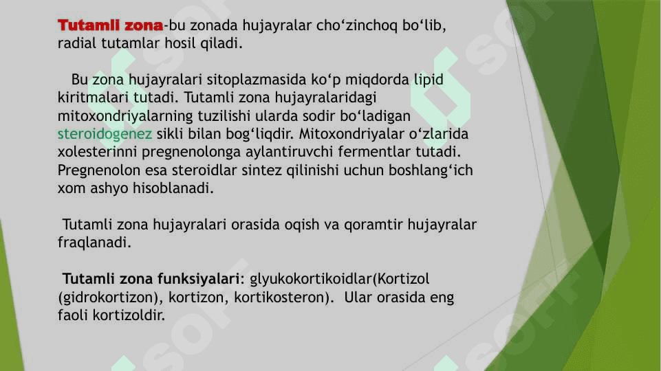 Buyrak usti bezi va steress holatida buyrak usti bezining garmonlarining roli 8