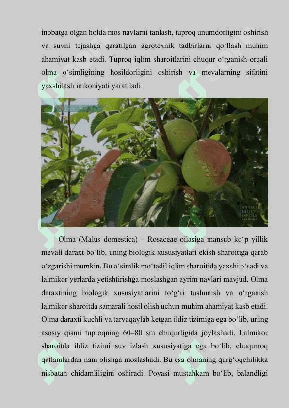 Olma o'simligi biologiyasi 6