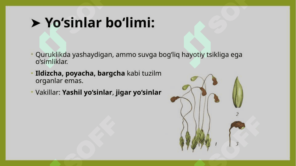 O’simliklarning asosiy bolimlari va hayotiy shakllari 7
