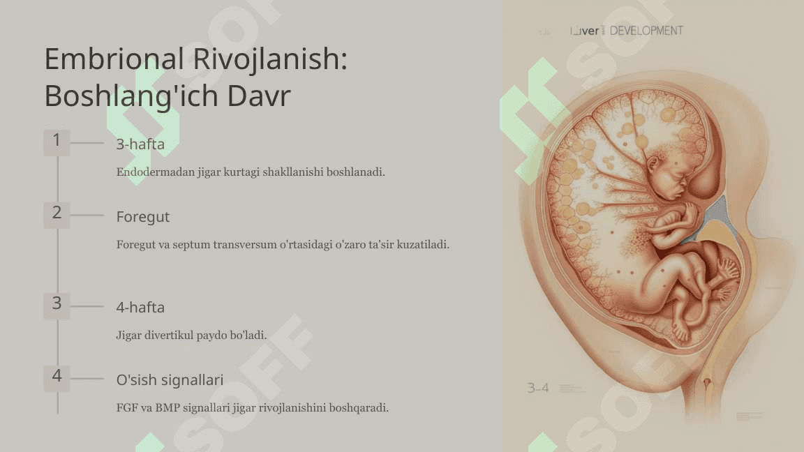 Jigarning prenatal va postnatal rivojlanishi 4