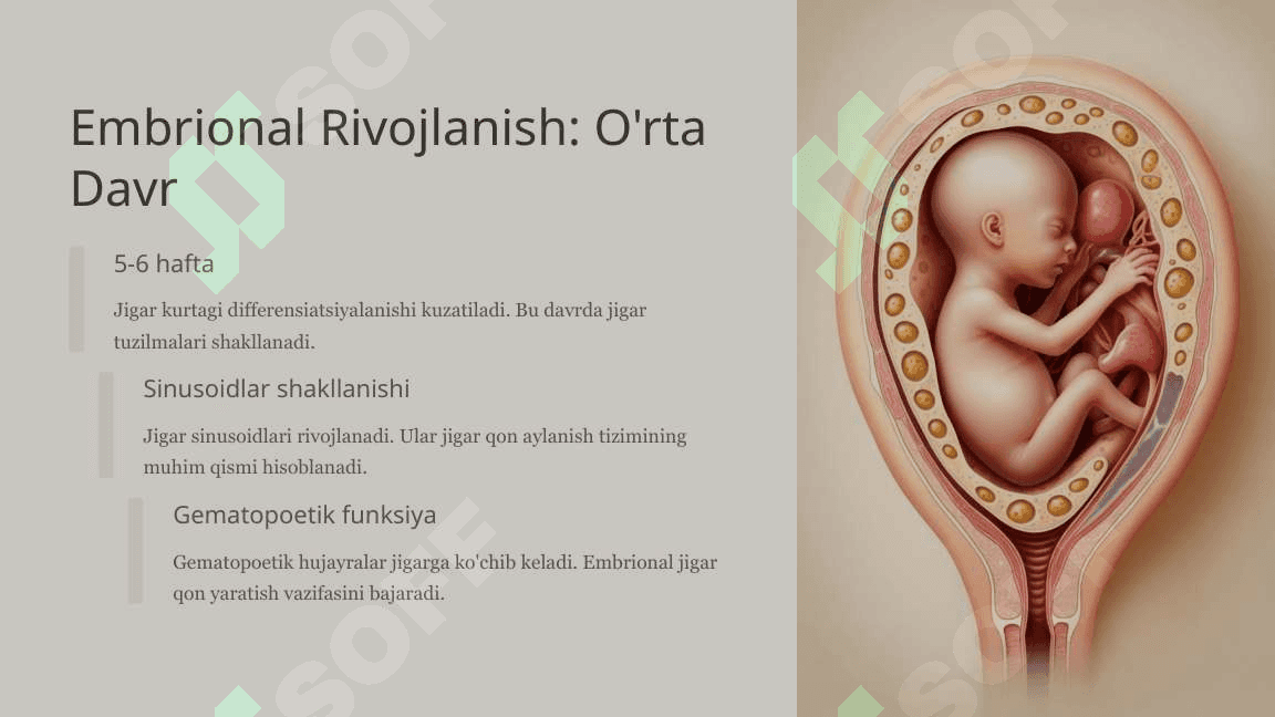 Jigarning prenatal va postnatal rivojlanishi 4