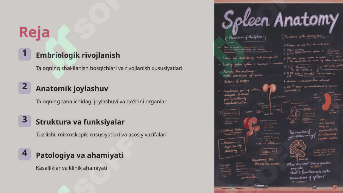 Taloq rivojlanishi va strukturaviy xususiyatlari 2 2