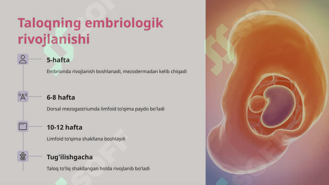 Taloq rivojlanishi va strukturaviy xususiyatlari 2 3