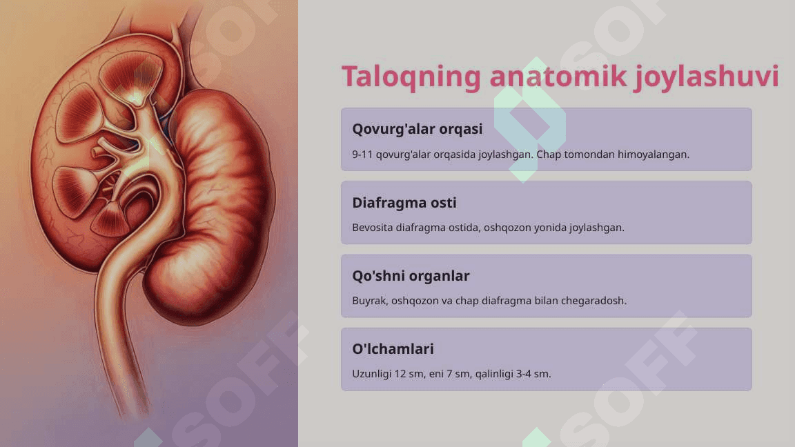 Taloq rivojlanishi va strukturaviy xususiyatlari 2 4