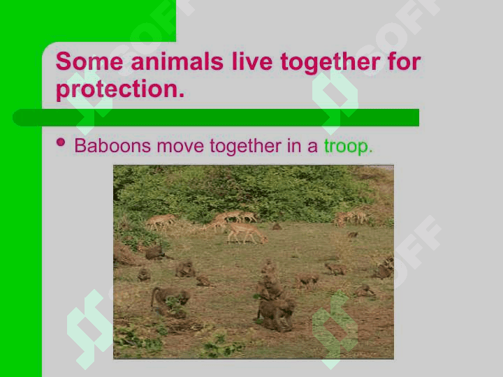 Animal Groups 4