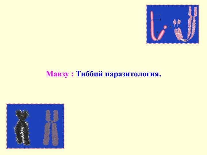 Тиббий паразитология. 1