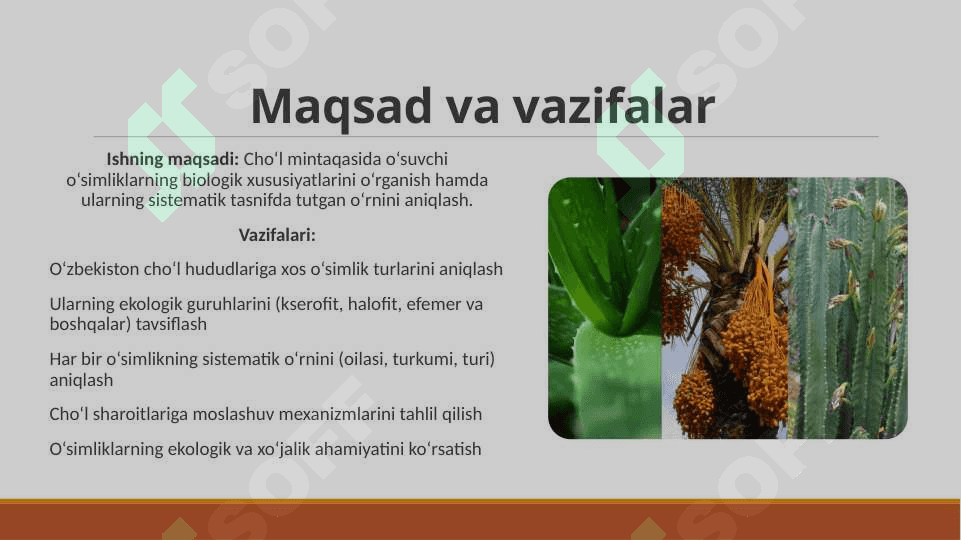 O‘zbekiston cho‘l mintaqasida o‘suvchi o‘simliklar 4