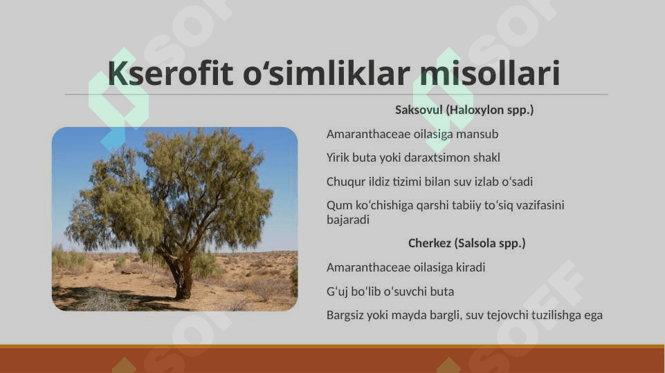 O‘zbekiston cho‘l mintaqasida o‘suvchi o‘simliklar 7