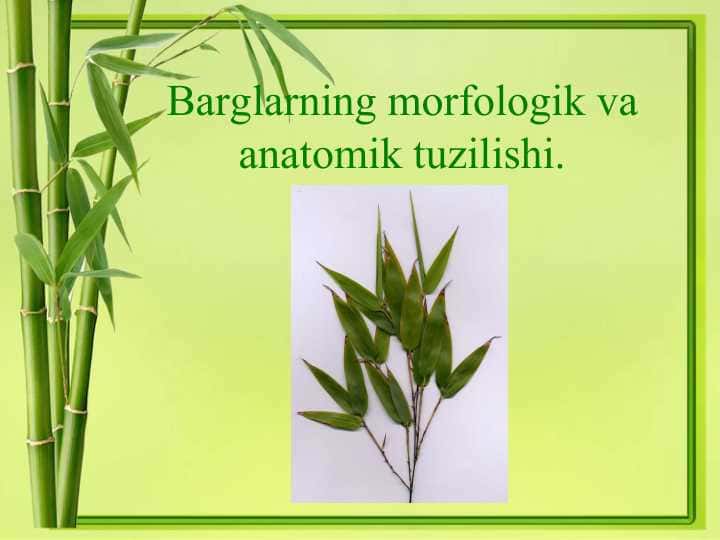 Barglarning morfologik va anatomik tuzilishi.