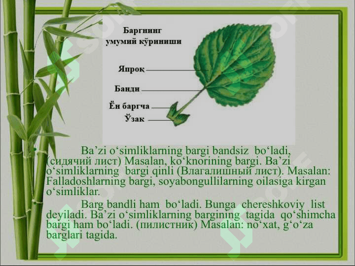 Barglarning morfologik va anatomik tuzilishi. 6