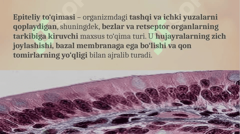 epiteliy tuzilishi 2