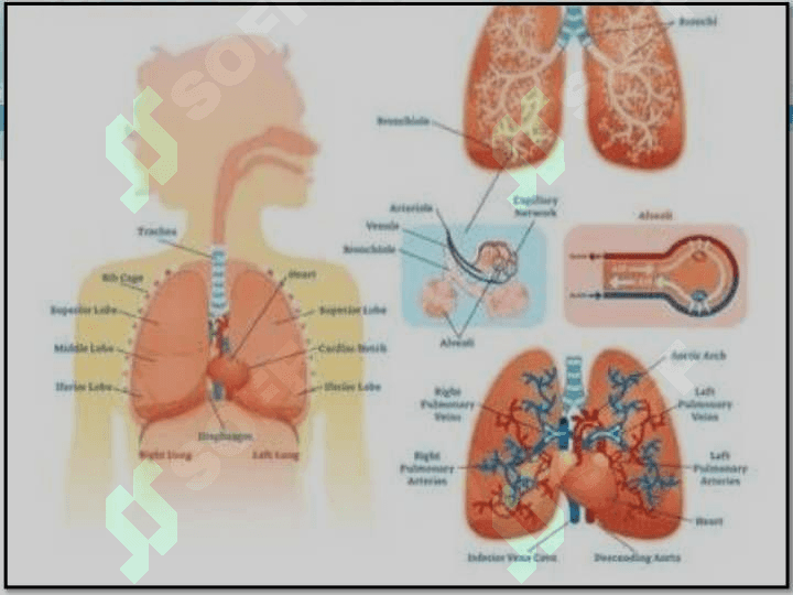 O‘pkaning metabolik funksiyalari va ularning buzilishlari 5