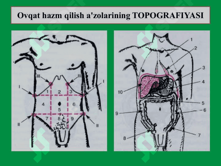 Qorinning yuza palpatsiyasi 2