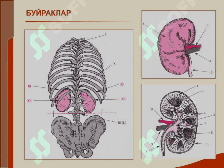 БУЙРАК КАСАЛЛИГИ БИЛАН ОҒРИГАН БЕМОРЛАРНИ ТЕКШИРИШ. АСОСИЙ КЛИНИК СИНДРОМЛАР. БУЙРАК ЕТИШМОВЧИЛИГИ 2