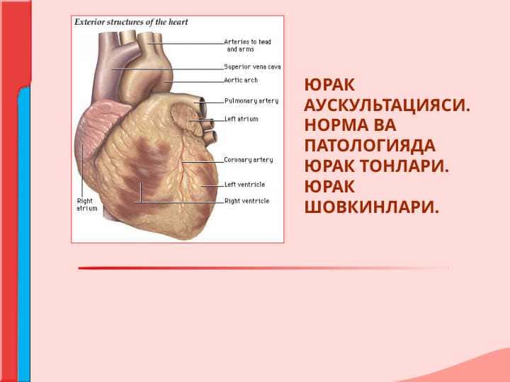 ЮРАК АУСКУЛЬТАЦИЯСИ.НОРМА ВА  ПАТОЛОГИЯДА ЮРАК ТОНЛАРИ. ЮРАК ШОВКИНЛАРИ.