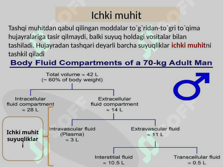Ichki muhit,Qon sistemasiga kirish 4