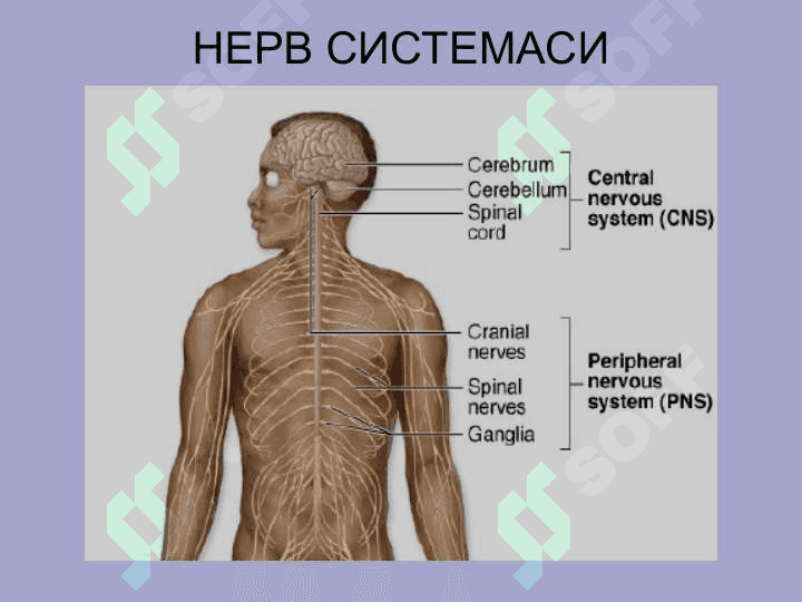 НЕРВ СИСТЕМАСИНИНГ КЛАССИФИКАЦИЯСИ 2