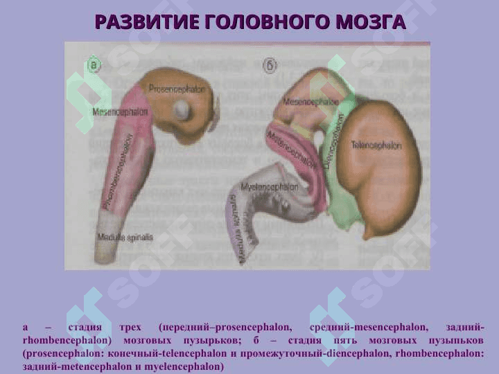 НЕРВ СИСТЕМАСИНИНГ КЛАССИФИКАЦИЯСИ 5