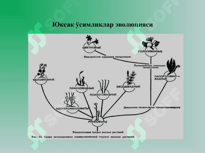 Юксак усимликлар: Йусинтоифалар (Bryophyta) булими 6