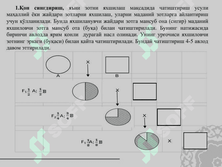 Қишлоқ хўжалик ҳайвонларини урчитиш асослари. Урчитиш усуллари 8