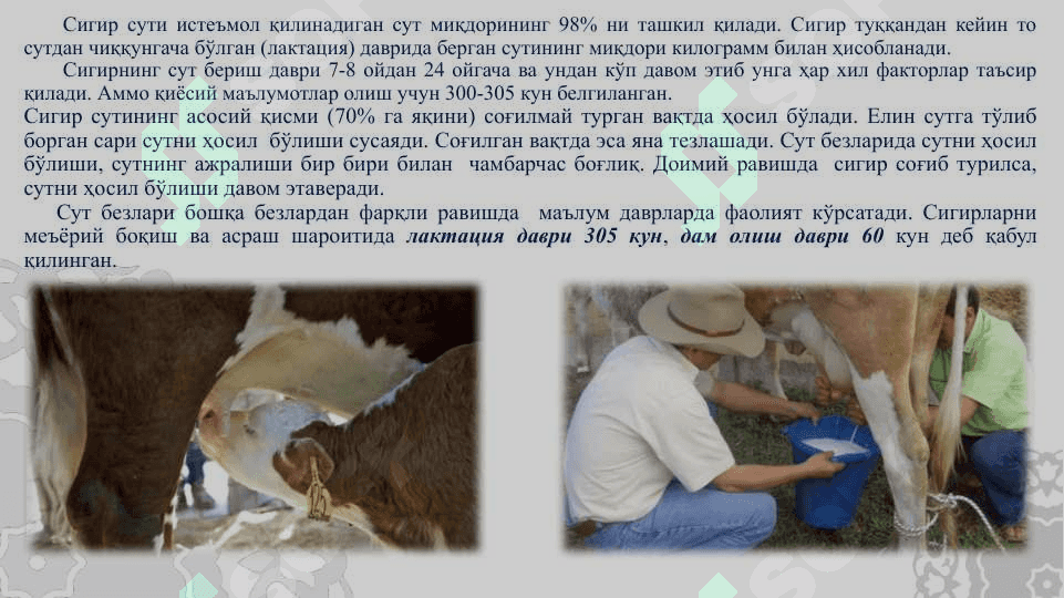 Қорамолларнинг сут маҳсулдорлиги.  Сут ишлаб чиқариш технологияси. 7