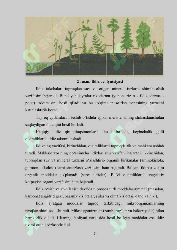 Ildizmevalarning anatomik tuzilishidagi kambiy hujayrasining roli 5