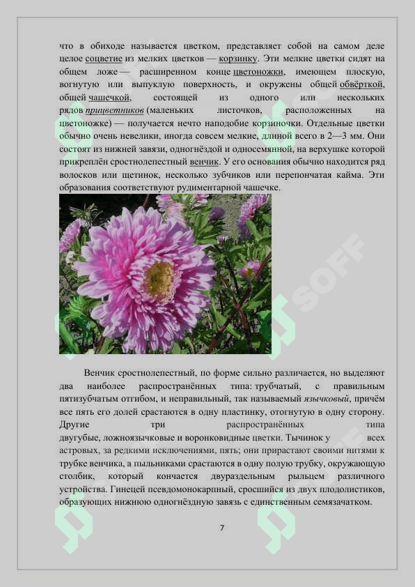 ОСНОВНЫЕ ВИДЫ СЕМЕЙСТВА АСТРОВЫХ (ASTERACEAE) И ИХ ПРАКТИЧЕСКОЕ ЗНАЧЕНИЕ 6