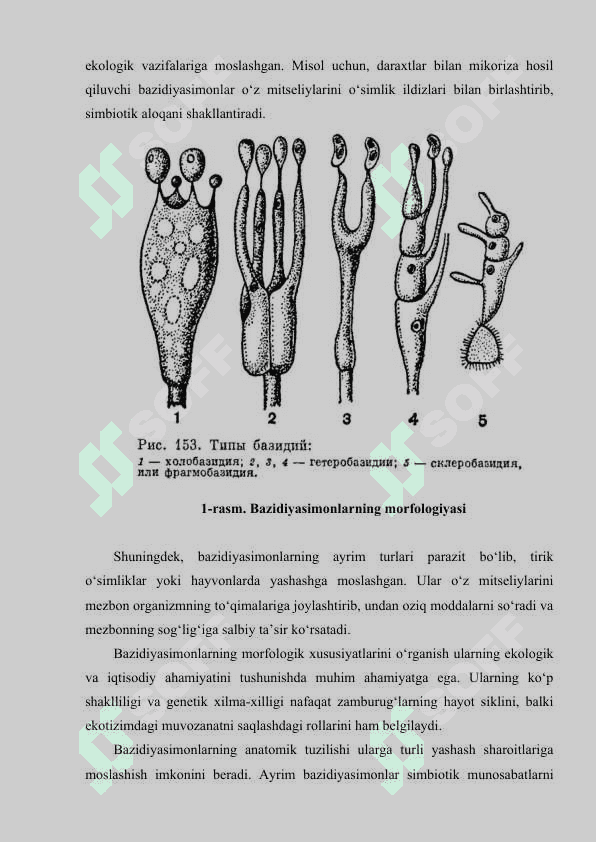 Bazidiyasimonlar vakillari, tarqalishi va xususiyatlari 5