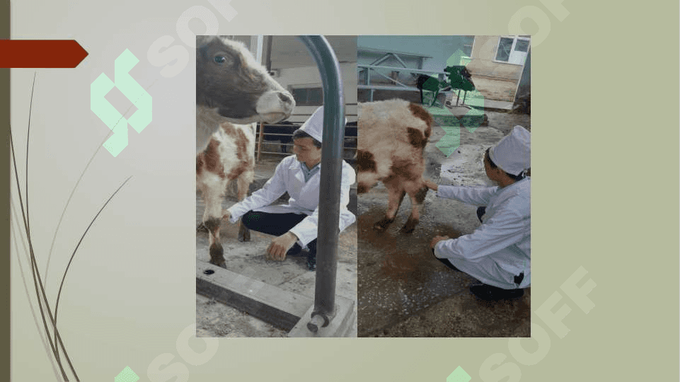 Limfa aylanish tizimining anatomik tuzilishi 4