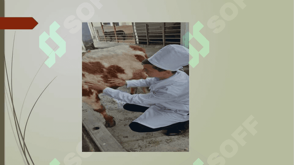 Limfa aylanish tizimining anatomik tuzilishi 7