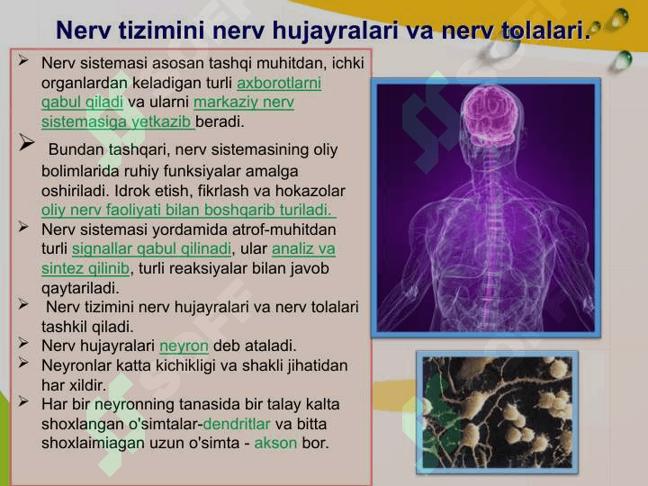 Neyron va nerv tolalarining yoshga bogliq xususiyatlari. 7